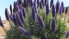 Как да отглеждаме ехиум или пурпурен пламък