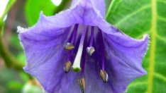 Йохрома – колумбийската богиня