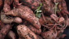 Защо са полезни сладките картофи?