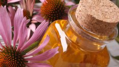 13 ползи за здравето от ехинацеята