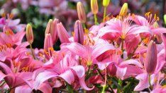 Лилиум – съвети за отглеждане и буен цъфтеж 