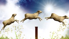 2015-та – Годината на дървената овца