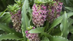 Еукомис – ананасовото цвете