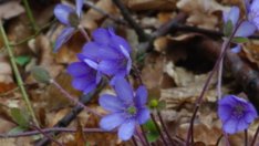 Sms мисли за любовта 