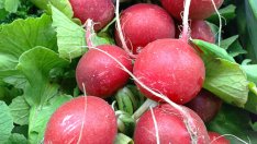 При запек и жълтеница – репички!