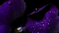 Красиви цветя, които обичат сянка