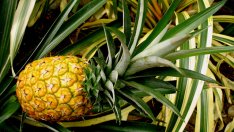 От ананаса се слабее