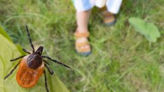 6 начина да се предпазите от кърлеж 