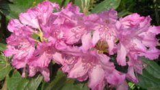 Азалии цъфтят в Ботаническата градина на БАН