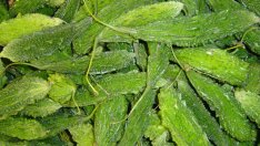 Сок от горчив пъпеш в борба с раковите клетки