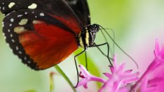 Пеперудите – как да ги поканим в градината си