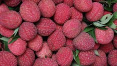 Личи, кактус и лайм за красива кожа