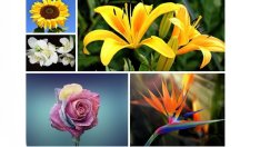 Тест с цветя разкрива какво ви очаква в любовта