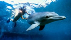 Животните учат децата да бъдат добри