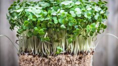 Кресон – суперзеленчук за здрави сърце, кожа и кости