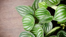 Пеперомия – винаги интересна със зелената си окраска