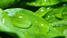 Стайни растения, които не изискват особена грижа