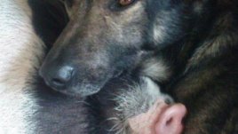 Да станеш мама дистанционно – осинови животно от разстояние