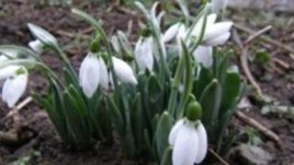 Ракия с кокичета при настинка