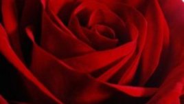 Размисли за любовта, доверието и избора