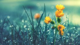 По днешния ден се гадае каква ще е годината