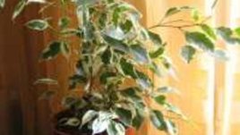 Фикус Бенджамин