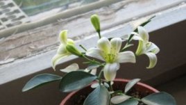 Екзотичната Мурая