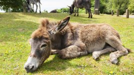 Притча за мъртвото магаре