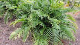 Хамедорея – домашна кичеста палма