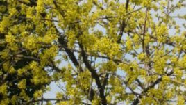 Дрянът – надежда за здраве