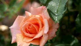 Честит имен ден на Валентина, Валя, Харалампи