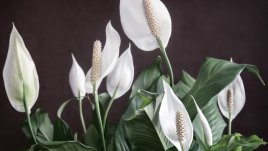 Спатифилум – нежност и вълшебен аромат вкъщи 