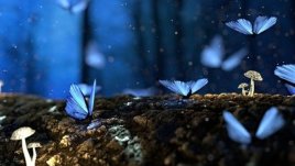 Мисъл на деня за мечтите