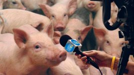 Смешната горчива история на българските медии