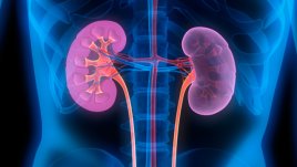 Храни за детокс на бъбреците