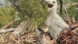 Притча за орлето и пилето