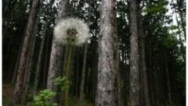 Пазете чистотата 