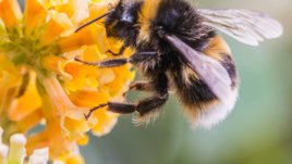 Естествени средства при ужилване от пчела