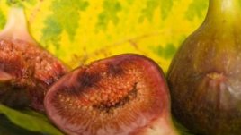 Сезонът на смокините