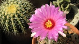 Как се гледа кактус