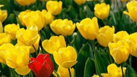 Благовещение е – пролетта идва!