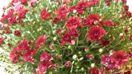 Хризантемите – цветът на есента