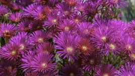 Лампрантус – съвети за отглеждане на пустинната маргаритка