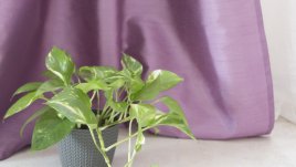 Сциндапсус – красива падаща зеленина