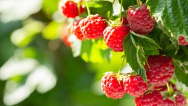 Защо трябва да ядем малини по-често?