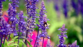 Салвия за здрава кожа, и не само!