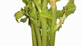 Целина – невероятните ползи от този суперзеленчук! 