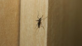 4 етерични масла, които гонят комарите