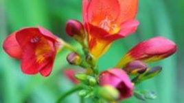 Вземи си принцеса – фрезия!