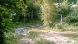 Прегърни дърво!